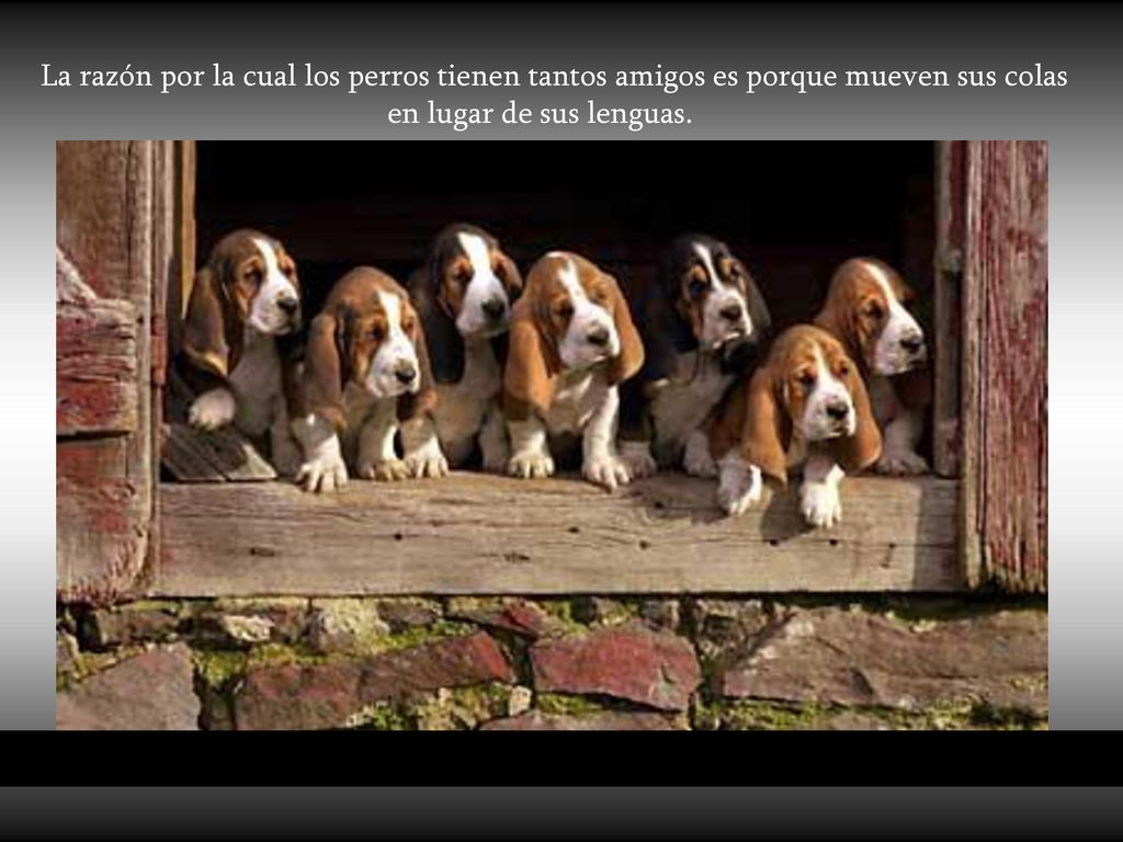 La razón por la cual los perros tienen tantos amigos es porque mueven sus colas