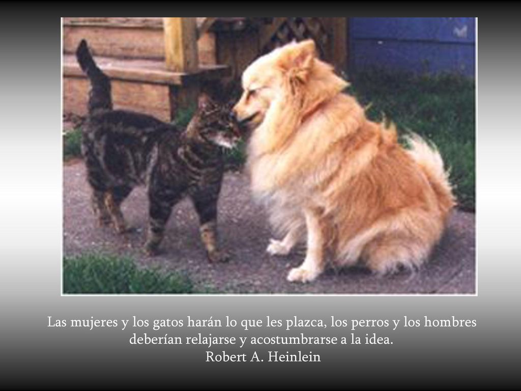 Las mujeres y los gatos harán lo que les plazca, los perros y los hombres deberían relajarse y acostumbrarse a la idea.
