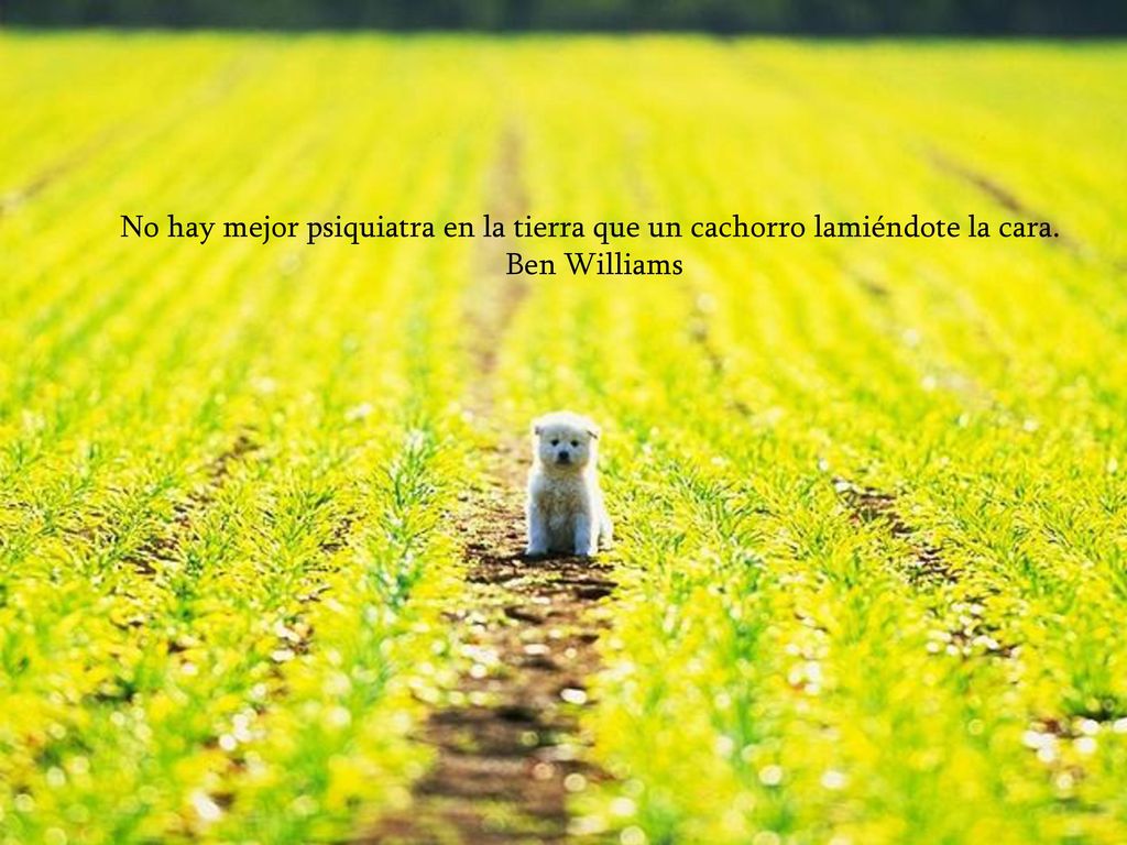 No hay mejor psiquiatra en la tierra que un cachorro lamiéndote la cara.