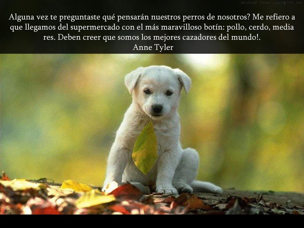 Alguna vez te preguntaste qué pensarán nuestros perros de nosotros