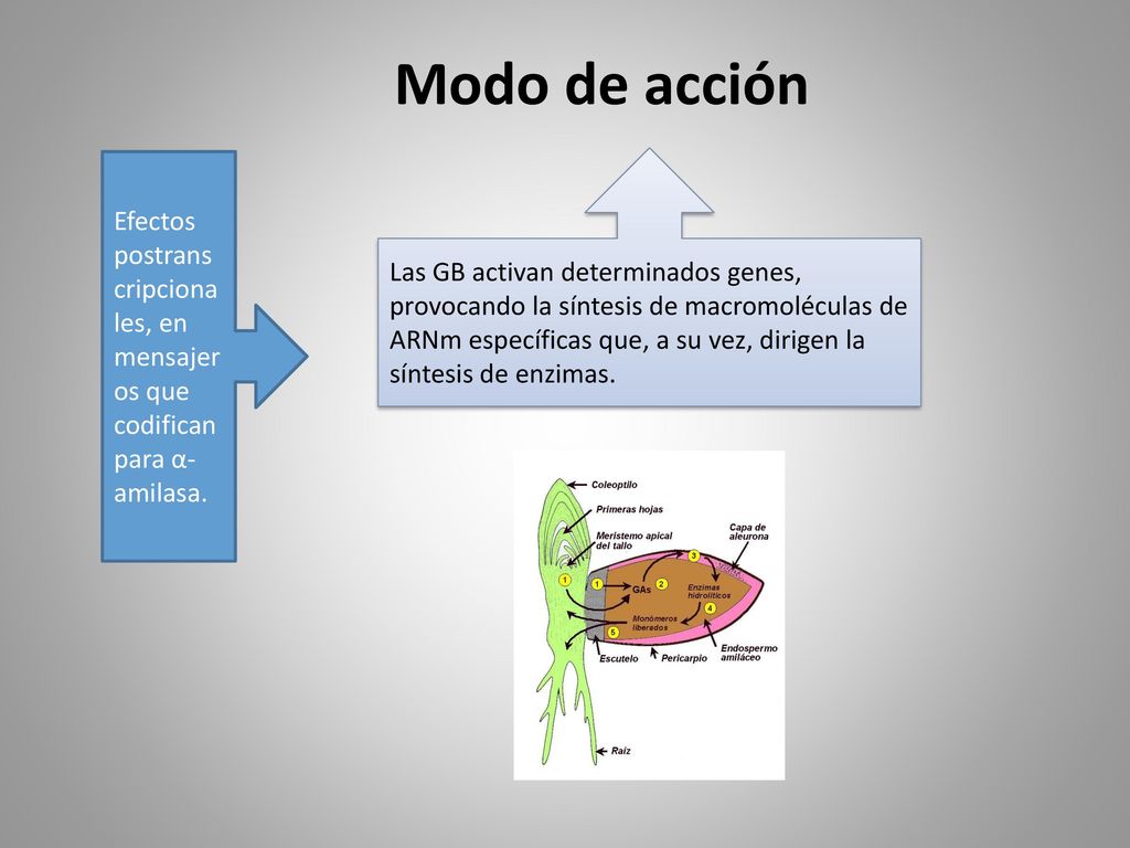 Modo de acción Efectos postranscripcionales, en mensajeros que codifican para α-amilasa.