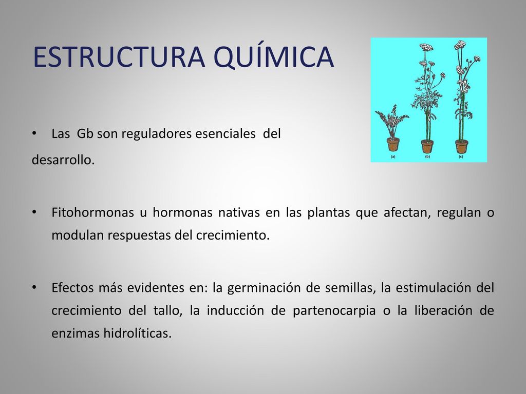 ESTRUCTURA QUÍMICA Las Gb son reguladores esenciales del desarrollo.