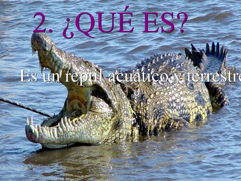 2. ¿QUÉ ES Es un reptil acuático y terrestre que nada muy bien, se mueven poco por el día.