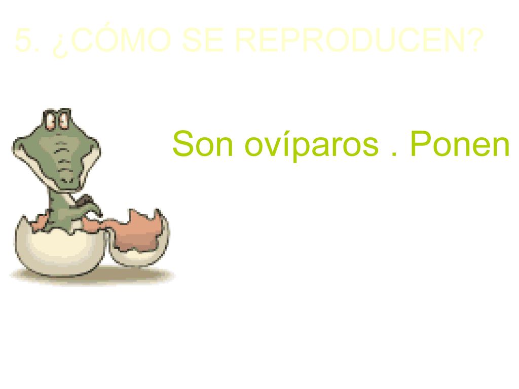 Son ovíparos . Ponen de 20 a 70 huevos y cuidan muy bien de sus nidos.