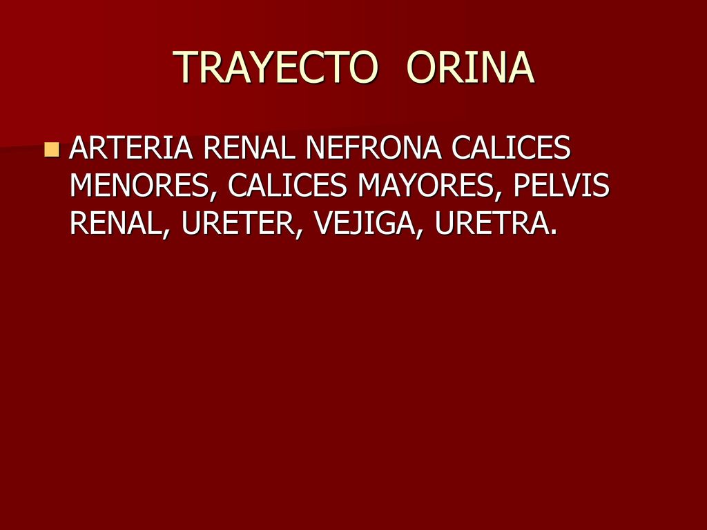 TRAYECTO ORINA ARTERIA RENAL NEFRONA CALICES MENORES, CALICES MAYORES, PELVIS RENAL, URETER, VEJIGA, URETRA.