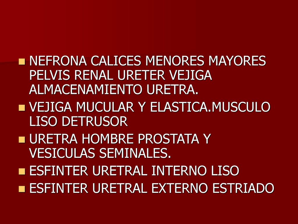 NEFRONA CALICES MENORES MAYORES PELVIS RENAL URETER VEJIGA ALMACENAMIENTO URETRA.