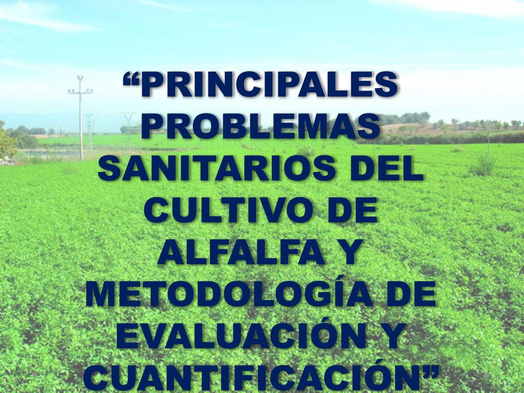 PRINCIPALES PROBLEMAS SANITARIOS DEL CULTIVO DE ALFALFA Y METODOLOGÍA DE EVALUACIÓN Y CUANTIFICACIÓN