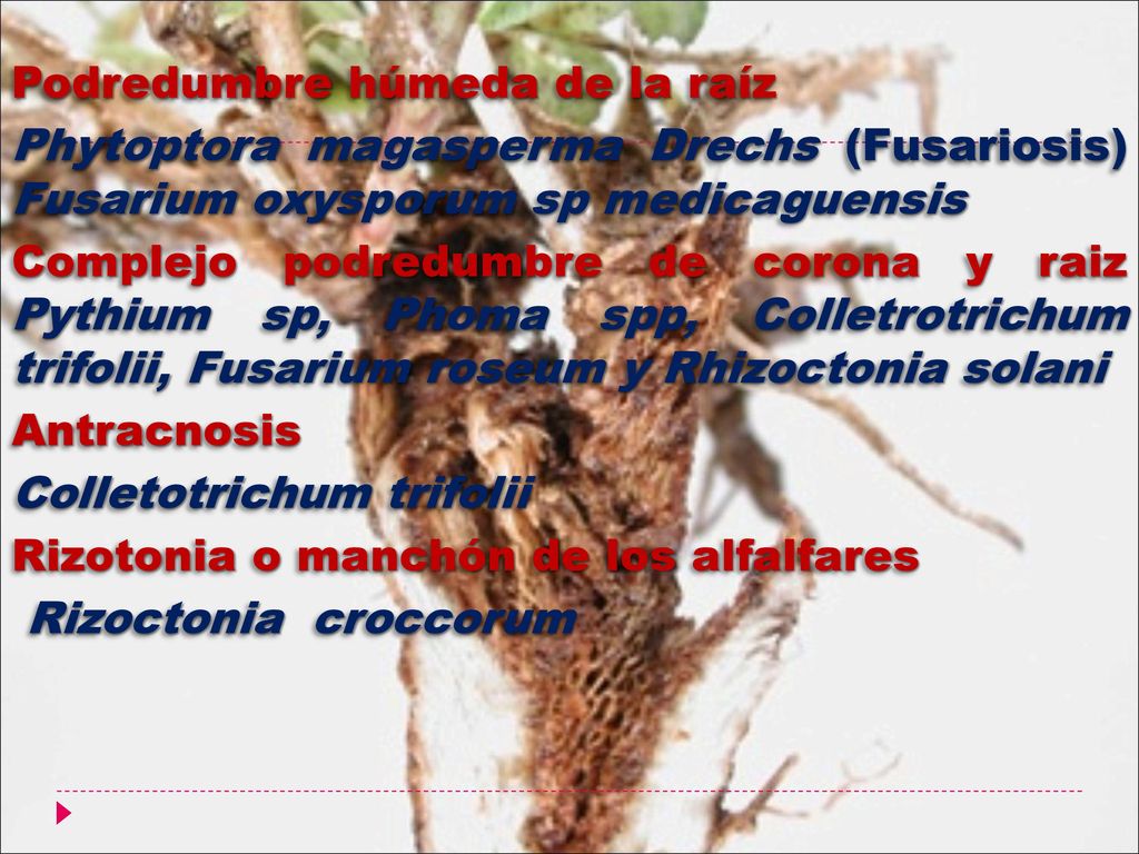 Podredumbre húmeda de la raíz Phytoptora magasperma Drechs (Fusariosis) Fusarium oxysporum sp medicaguensis Complejo podredumbre de corona y raiz Pythium sp, Phoma spp, Colletrotrichum trifolii, Fusarium roseum y Rhizoctonia solani Antracnosis Colletotrichum trifolii Rizotonia o manchón de los alfalfares Rizoctonia croccorum