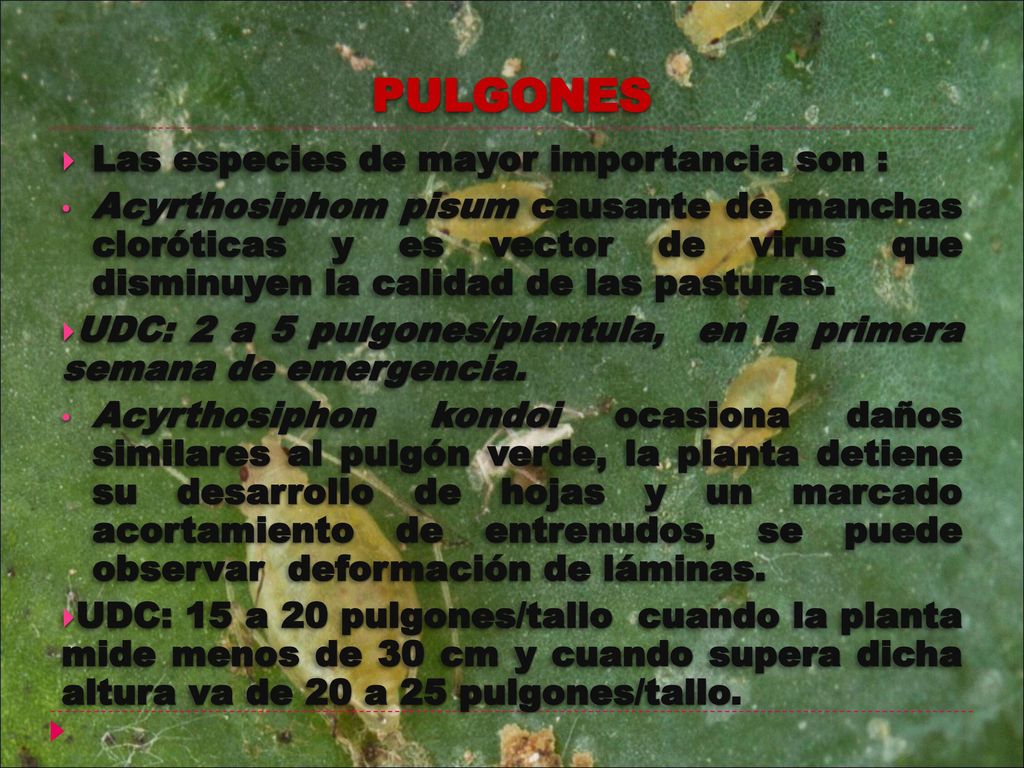 PULGONES Las especies de mayor importancia son :