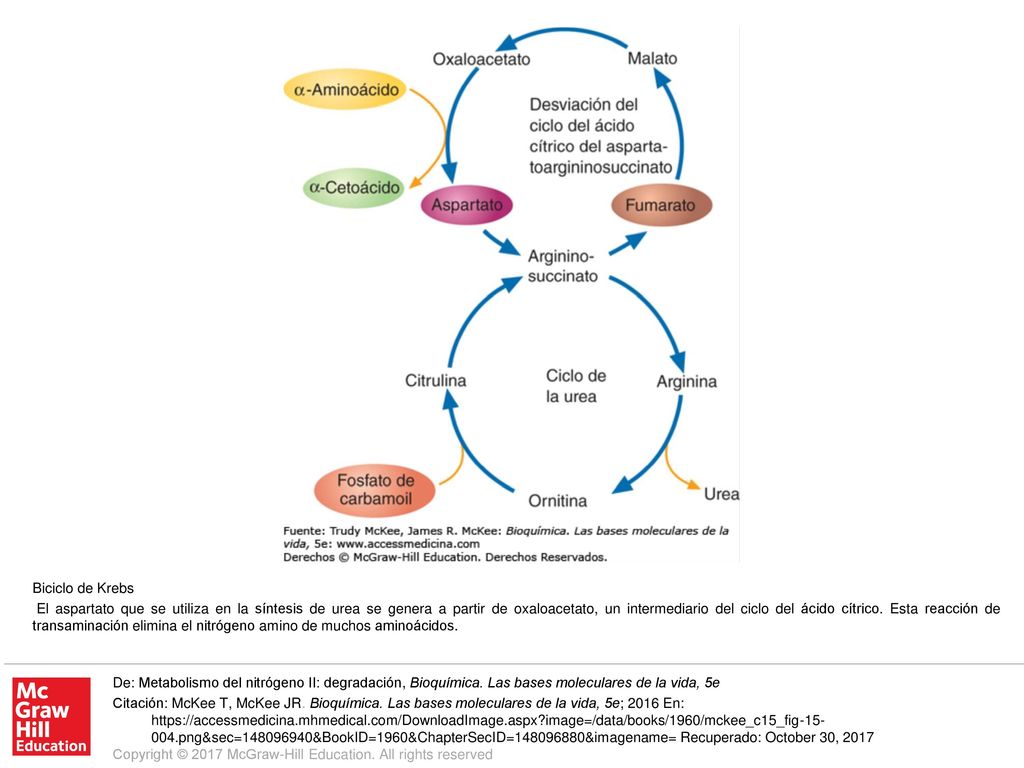 El aspartato que se utiliza en la síntesis de urea se genera a partir de oxaloacetato, un intermediario del ciclo del ácido cítrico. Esta reacción de transaminación elimina el nitrógeno amino de muchos aminoácidos.
