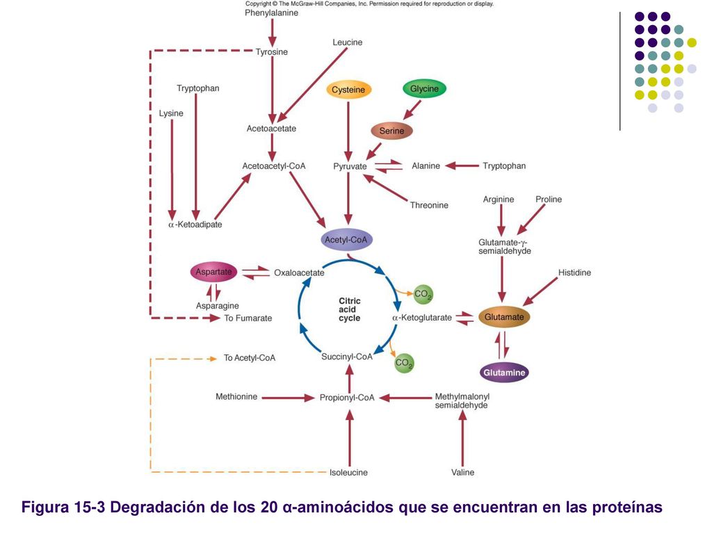 Figura 15-3 Degradación de los 20 α-aminoácidos que se encuentran en las proteínas