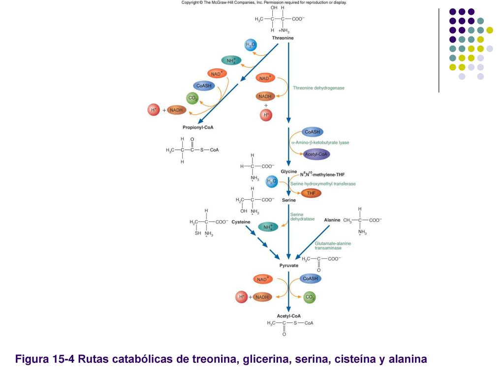Figura 15-4 Rutas catabólicas de treonina, glicerina, serina, cisteína y alanina