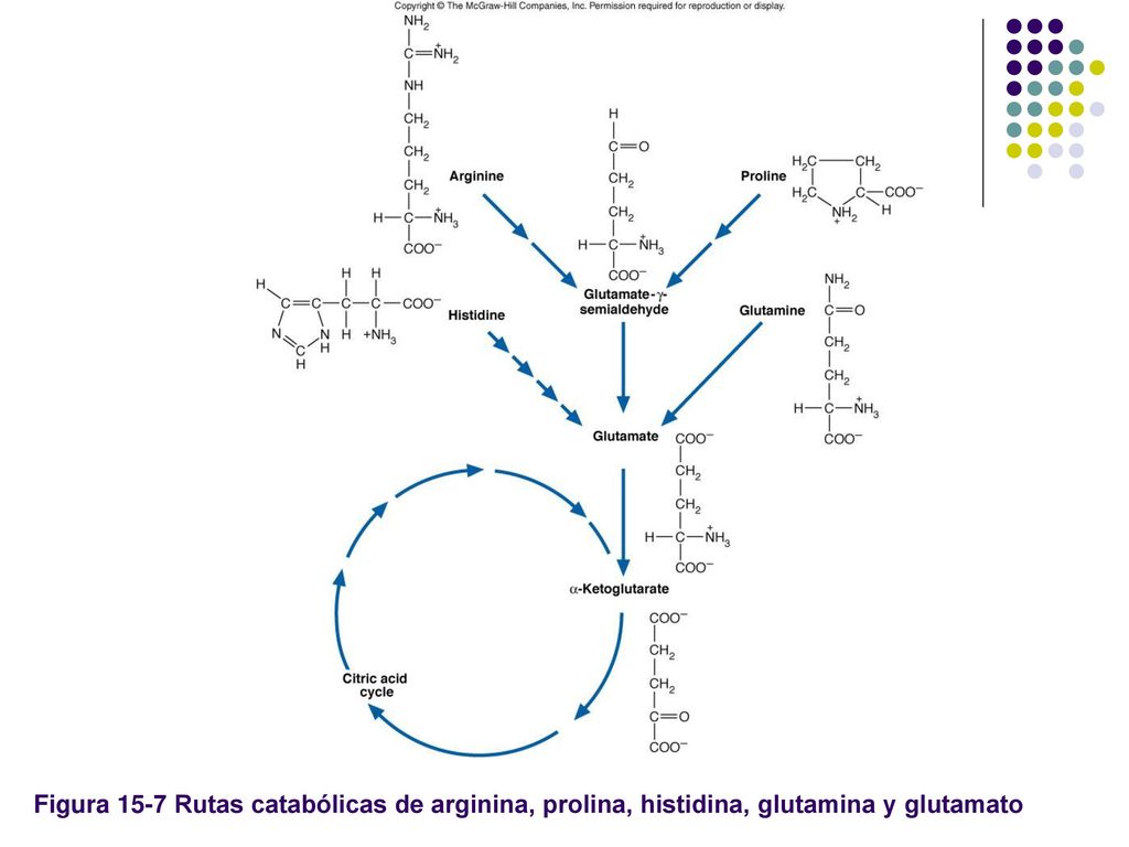 Figura 15-7 Rutas catabólicas de arginina, prolina, histidina, glutamina y glutamato