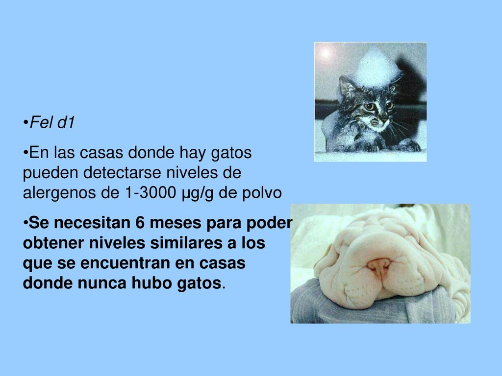 Fel d1 En las casas donde hay gatos pueden detectarse niveles de alergenos de µg/g de polvo.