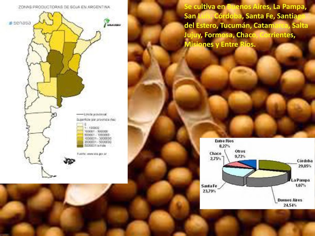 Se cultiva en Buenos Aires, La Pampa, San Luís, Córdoba, Santa Fe, Santiago del Estero, Tucumán, Catamarca, Salta Jujuy, Formosa, Chaco, Corrientes, Misiones y Entre Ríos.