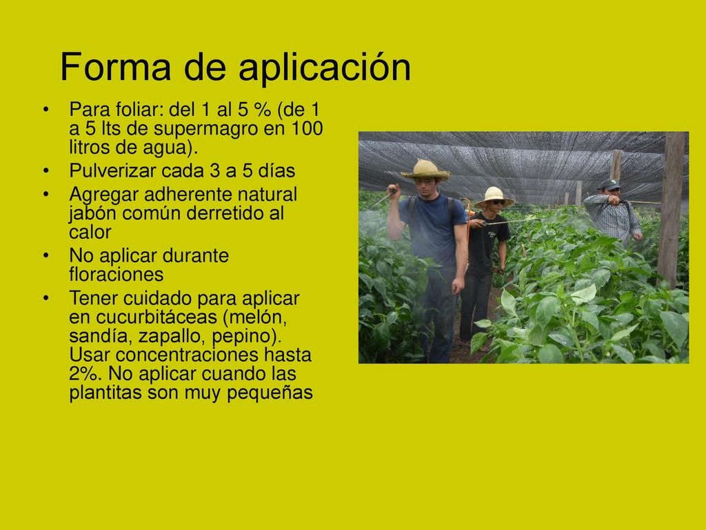 Forma de aplicación Para foliar: del 1 al 5 % (de 1 a 5 lts de supermagro en 100 litros de agua). Pulverizar cada 3 a 5 días.