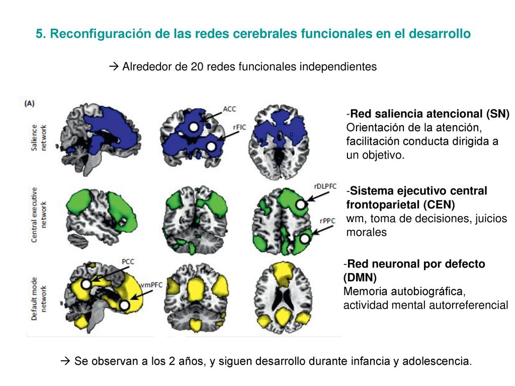 5. Reconfiguración de las redes cerebrales funcionales en el desarrollo