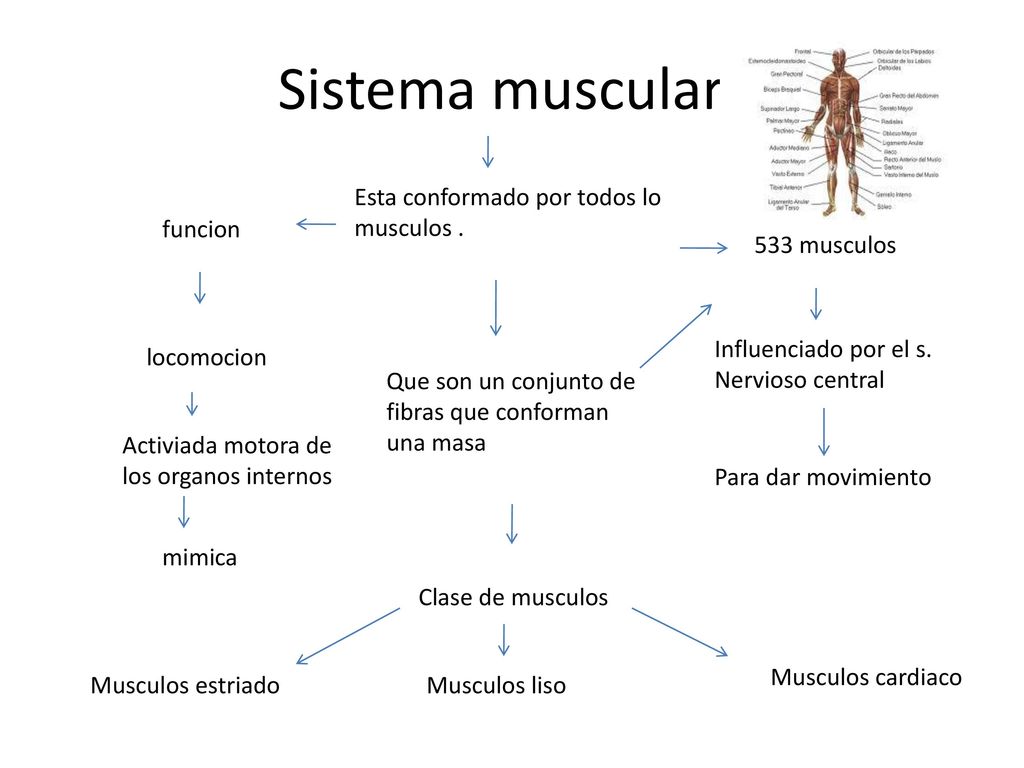Sistema muscular Esta conformado por todos lo musculos . funcion