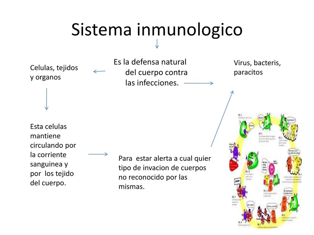 Sistema inmunologico Es la defensa natural del cuerpo contra las infecciones. Virus, bacteris, paracitos.