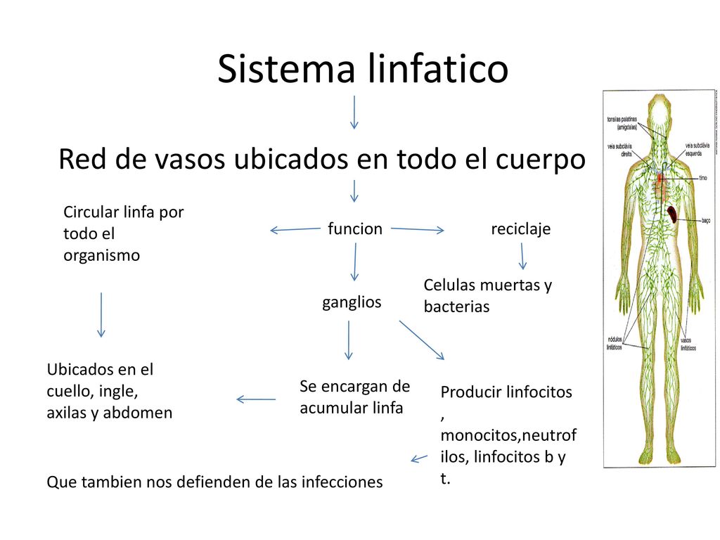 Sistema linfatico Red de vasos ubicados en todo el cuerpo