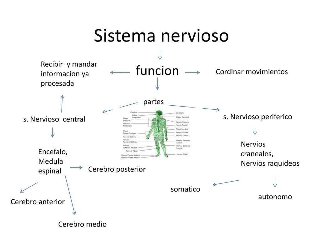 Sistema nervioso funcion Recibir y mandar informacion ya procesada