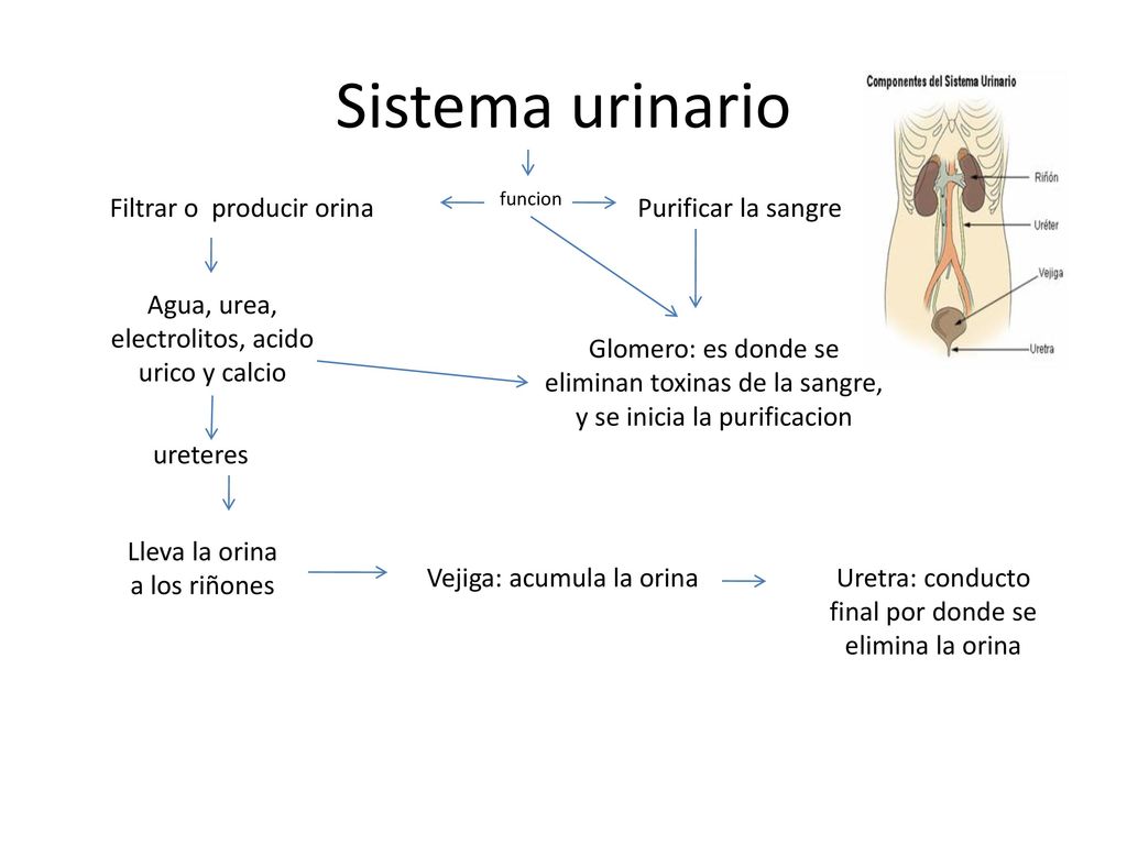 Sistema urinario Filtrar o producir orina Purificar la sangre