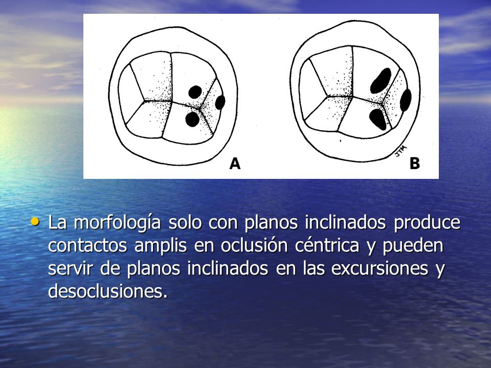 La morfología solo con planos inclinados produce contactos amplis en oclusión céntrica y pueden servir de planos inclinados en las excursiones y desoclusiones.