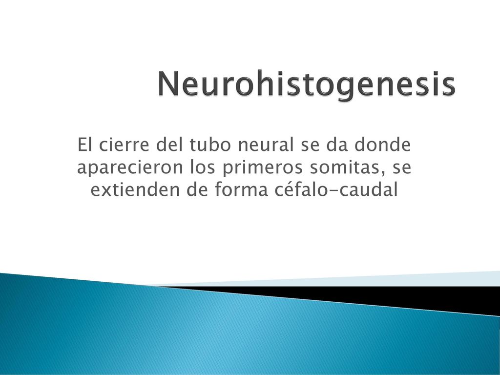Neurohistogenesis El cierre del tubo neural se da donde aparecieron los primeros somitas, se extienden de forma céfalo-caudal.