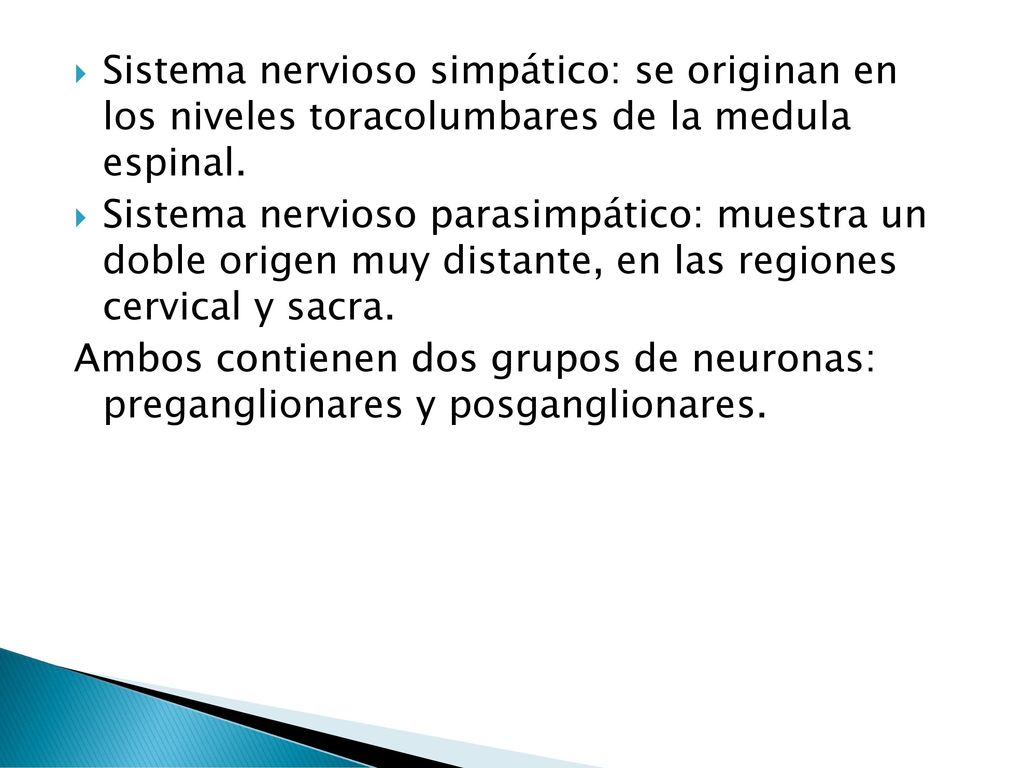 Sistema nervioso simpático: se originan en los niveles toracolumbares de la medula espinal.