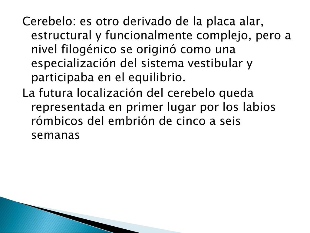 Cerebelo: es otro derivado de la placa alar, estructural y funcionalmente complejo, pero a nivel filogénico se originó como una especialización del sistema vestibular y participaba en el equilibrio.