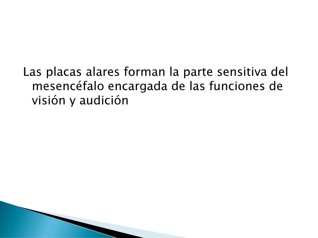 Las placas alares forman la parte sensitiva del mesencéfalo encargada de las funciones de visión y audición