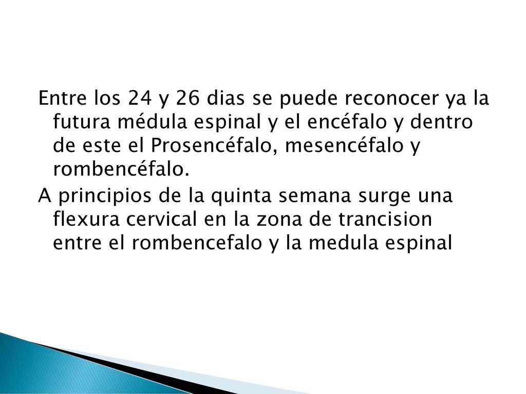 Entre los 24 y 26 dias se puede reconocer ya la futura médula espinal y el encéfalo y dentro de este el Prosencéfalo, mesencéfalo y rombencéfalo.