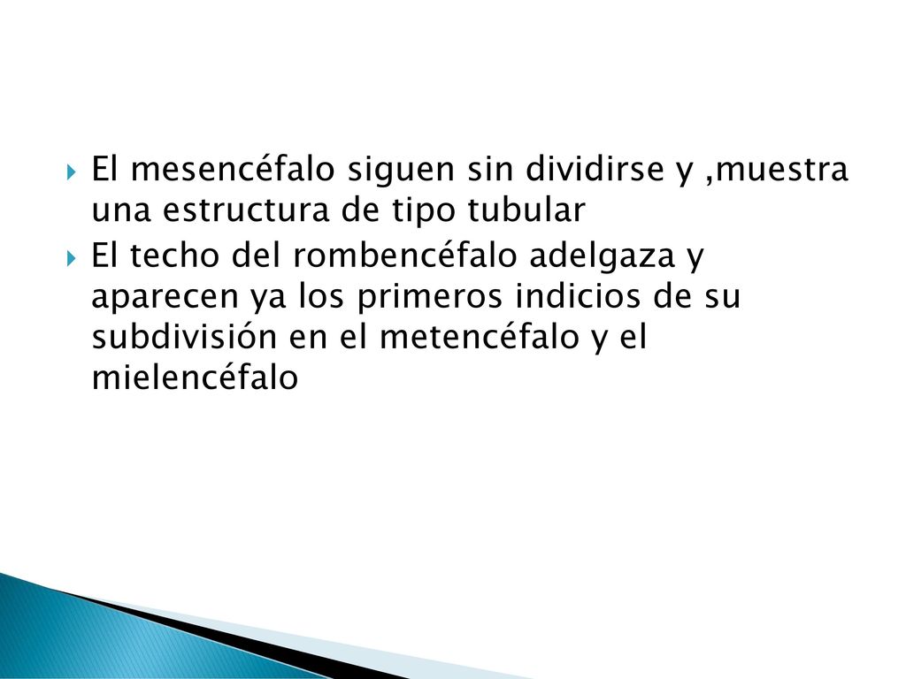 El mesencéfalo siguen sin dividirse y ,muestra una estructura de tipo tubular
