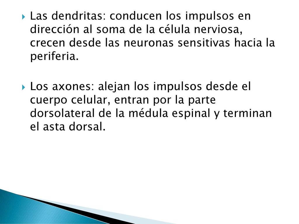 Las dendritas: conducen los impulsos en dirección al soma de la célula nerviosa, crecen desde las neuronas sensitivas hacia la periferia.