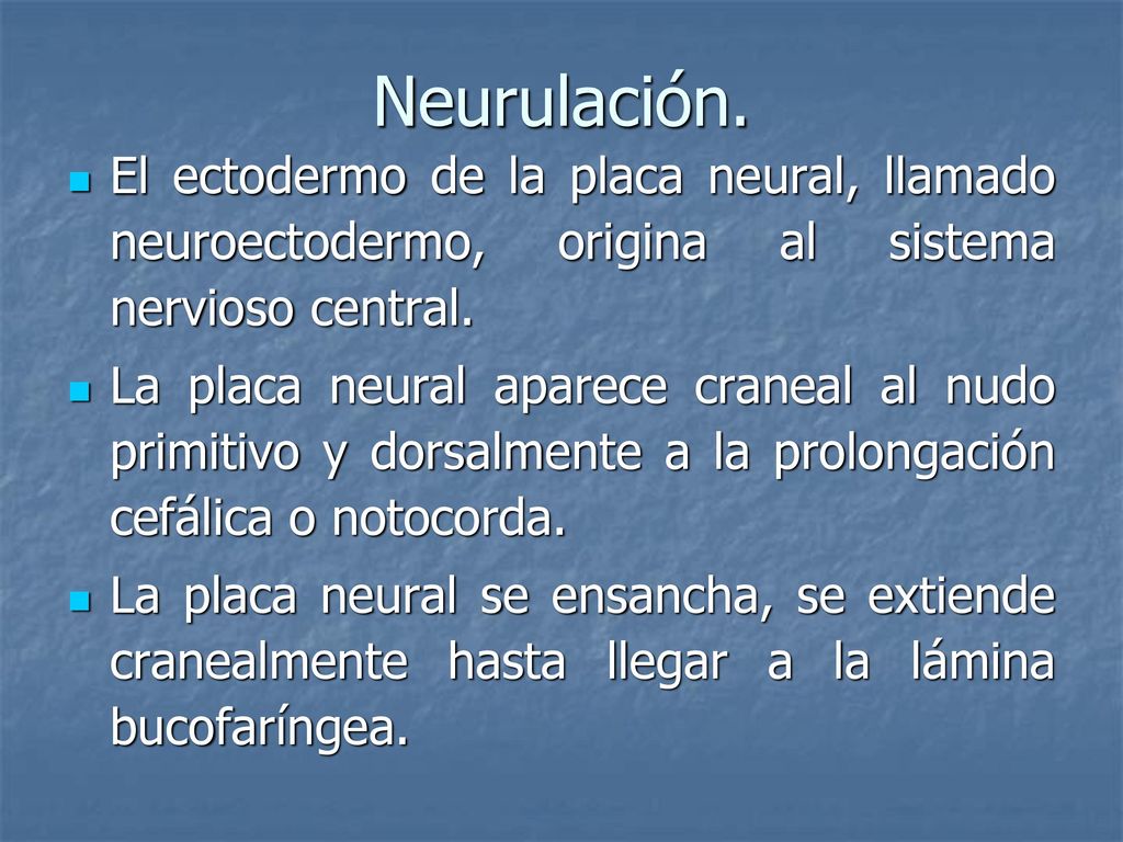 Neurulación. El ectodermo de la placa neural, llamado neuroectodermo, origina al sistema nervioso central.