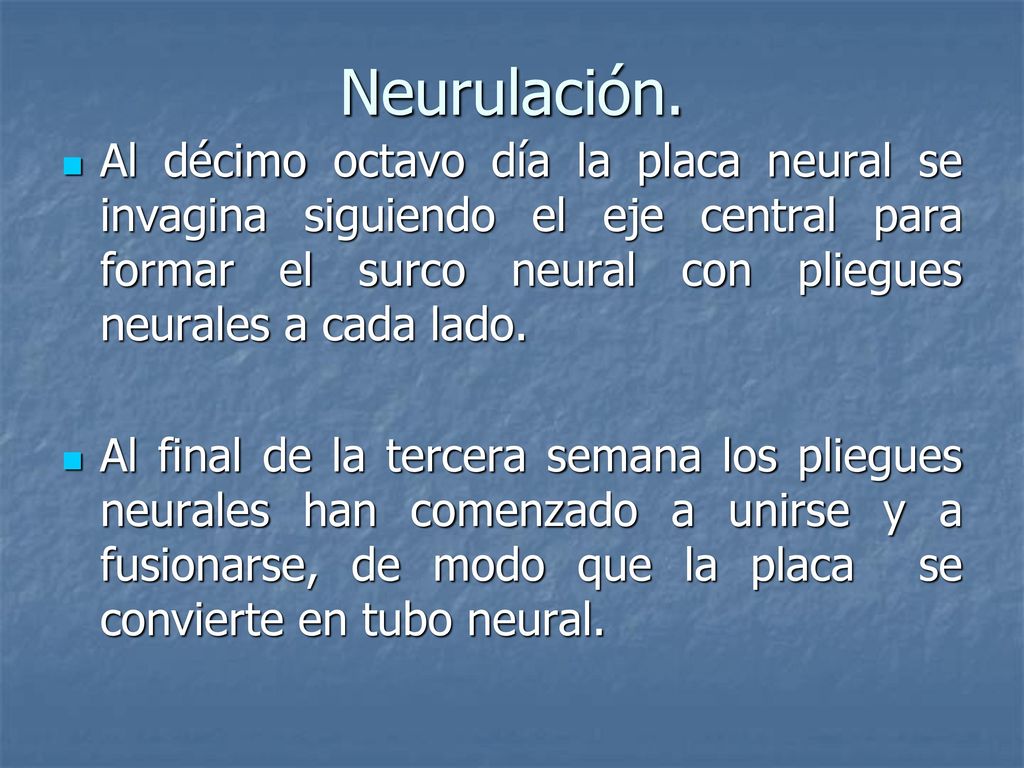Neurulación. Al décimo octavo día la placa neural se invagina siguiendo el eje central para formar el surco neural con pliegues neurales a cada lado.
