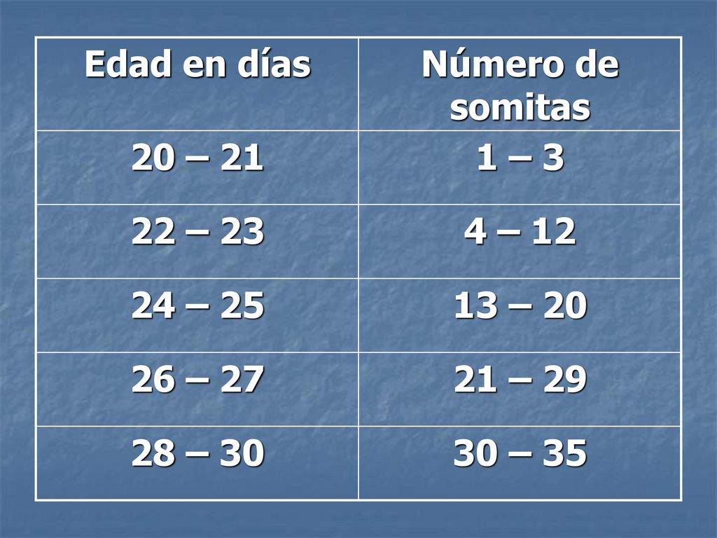 Edad en días Número de somitas. 20 – – – – – – – – 29.