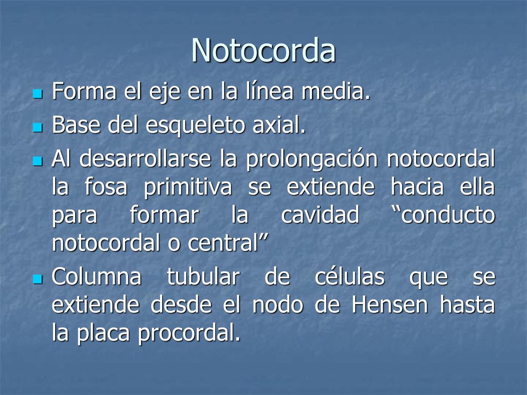 Notocorda Forma el eje en la línea media. Base del esqueleto axial.