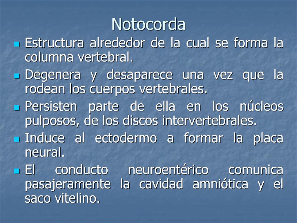 Notocorda Estructura alrededor de la cual se forma la columna vertebral. Degenera y desaparece una vez que la rodean los cuerpos vertebrales.
