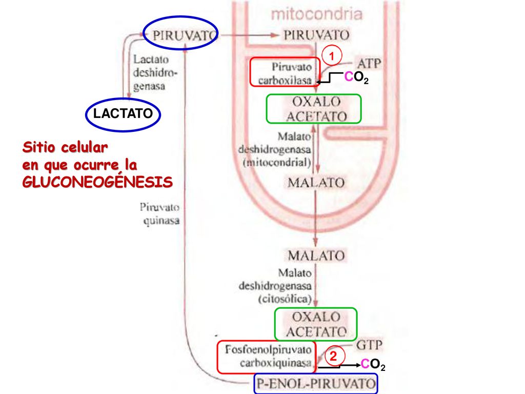CO2 LACTATO Sitio celular en que ocurre la GLUCONEOGÉNESIS 2