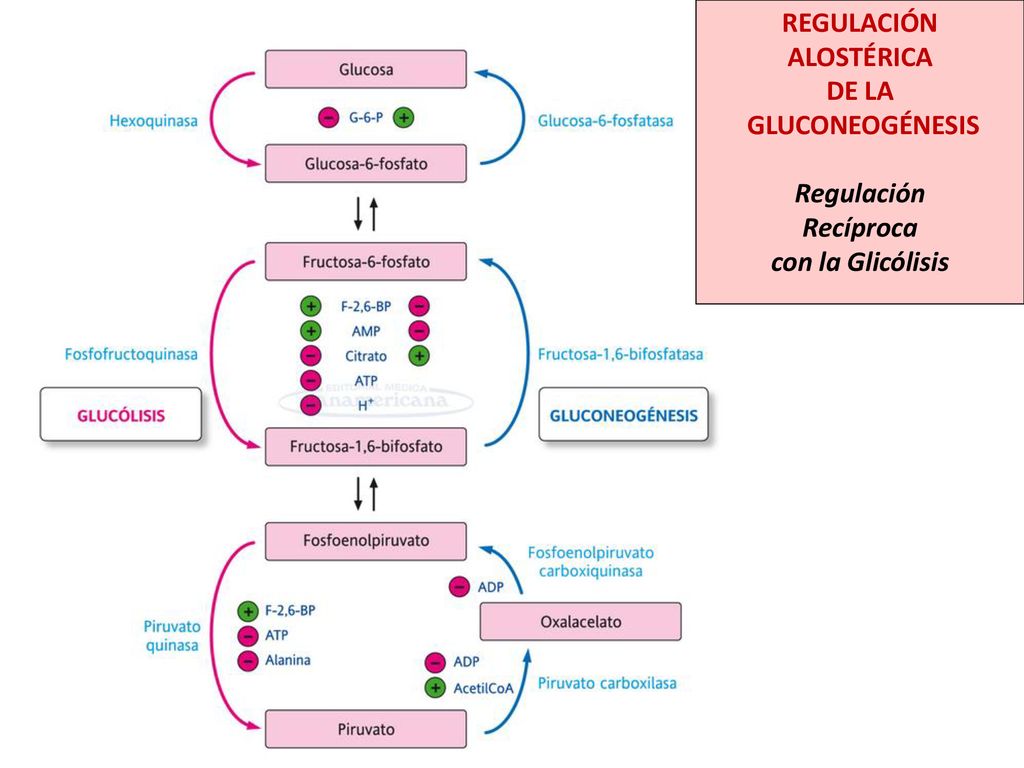 REGULACIÓN ALOSTÉRICA DE LA GLUCONEOGÉNESIS Regulación Recíproca con la Glicólisis