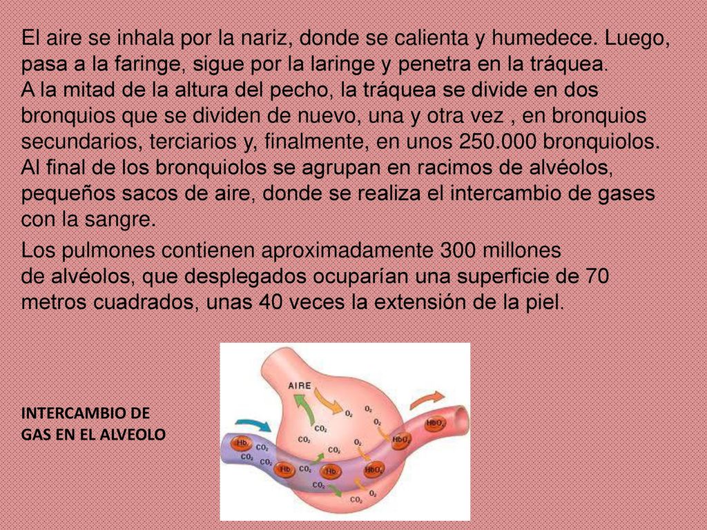 El aire se inhala por la nariz, donde se calienta y humedece