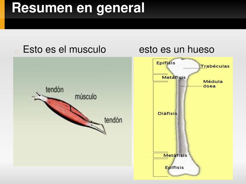 Resumen en general Esto es el musculo esto es un hueso