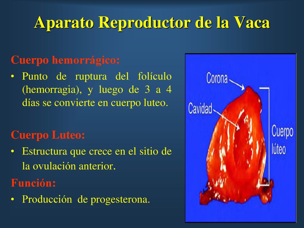 Aparato Reproductor de la Vaca