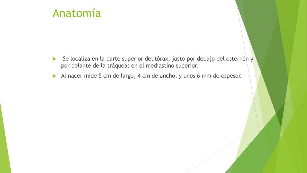 Anatomía Se localiza en la parte superior del tórax, justo por debajo del esternón y por delante de la tráquea; en el mediastino superior.