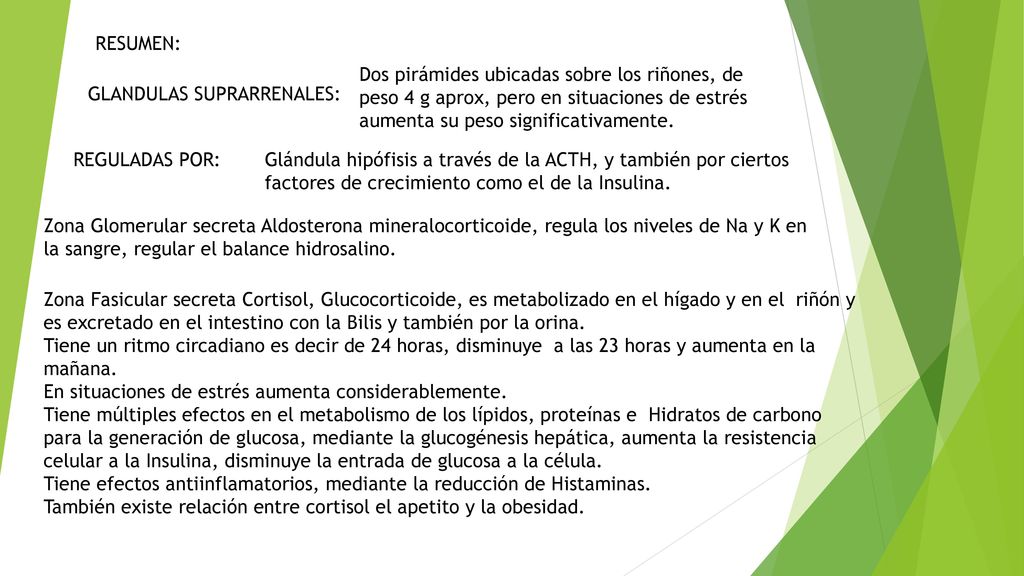 RESUMEN: Dos pirámides ubicadas sobre los riñones, de peso 4 g aprox, pero en situaciones de estrés aumenta su peso significativamente.