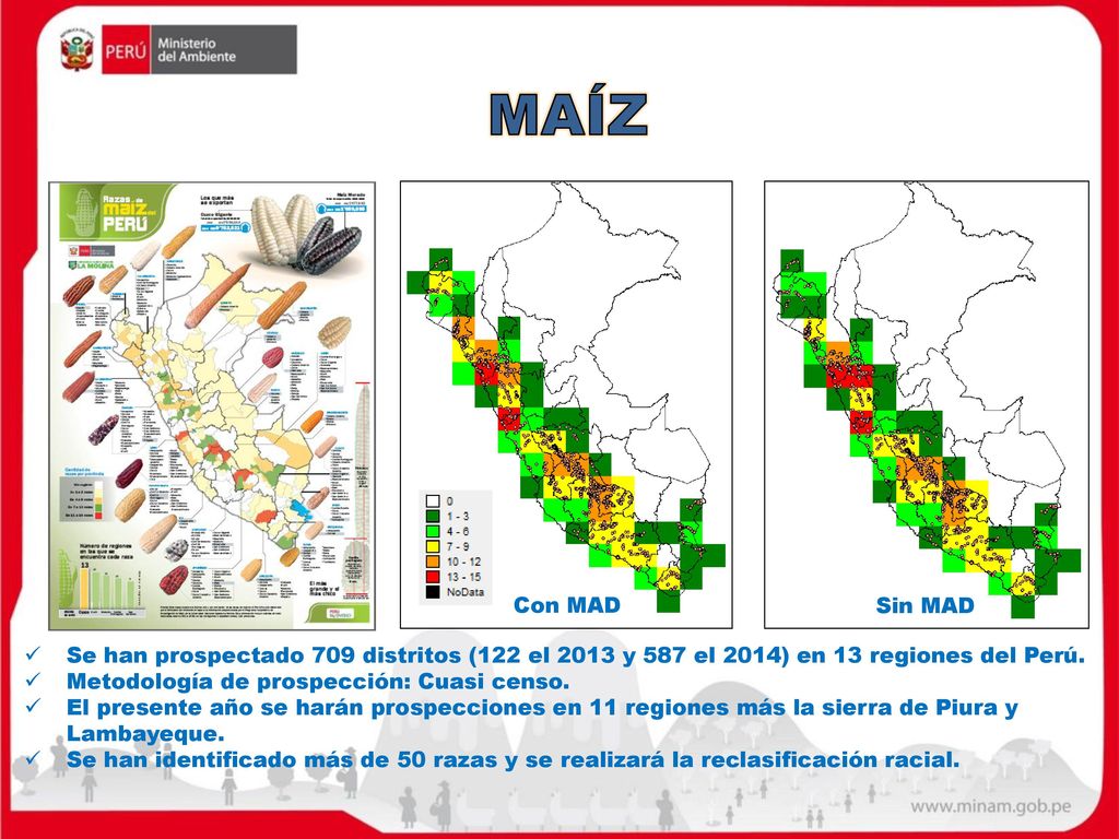 MAÍZ Con MAD. Sin MAD. Se han prospectado 709 distritos (122 el 2013 y 587 el 2014) en 13 regiones del Perú.