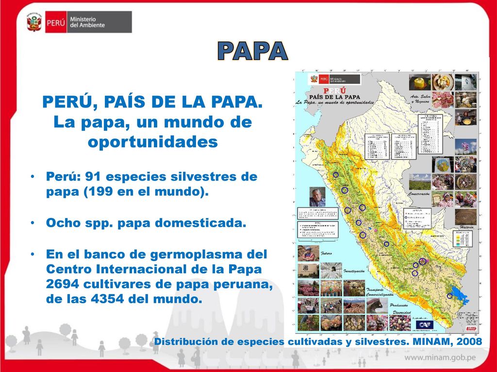 PERÚ, PAÍS DE LA PAPA. La papa, un mundo de oportunidades