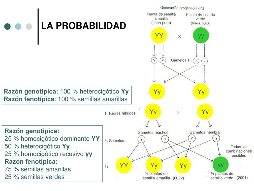LA PROBABILIDAD YY yy Yy Yy Razón genotípica: 100 % heterocigótico Yy
