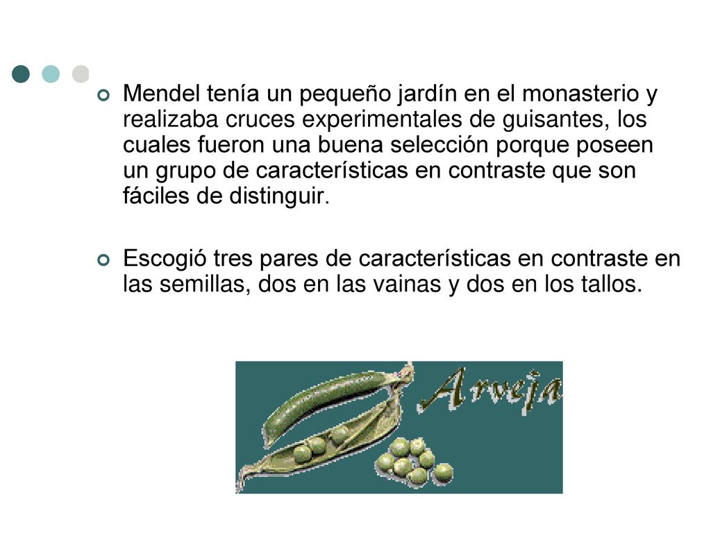Mendel tenía un pequeño jardín en el monasterio y realizaba cruces experimentales de guisantes, los cuales fueron una buena selección porque poseen un grupo de características en contraste que son fáciles de distinguir.